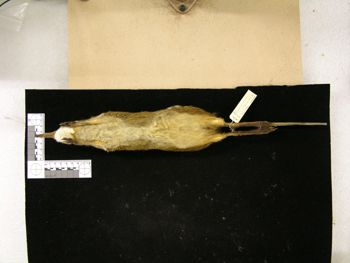 Media type: image;   Mammalogy 43732 Description: Image of skin specimen - ventral view. ventral view of study_skin.;